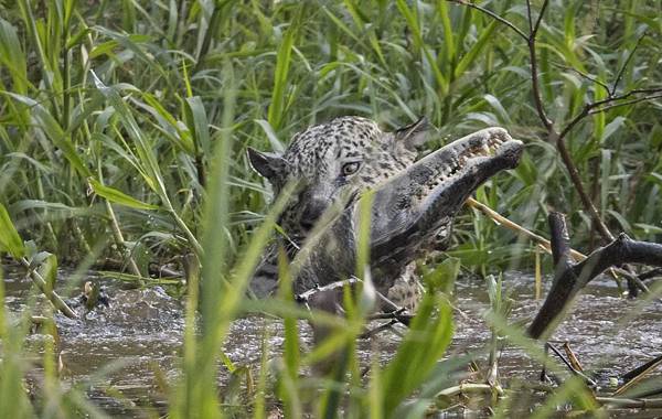 美洲豹从树上跳下捕获鳄鱼 巴西摄影师拍下全过程