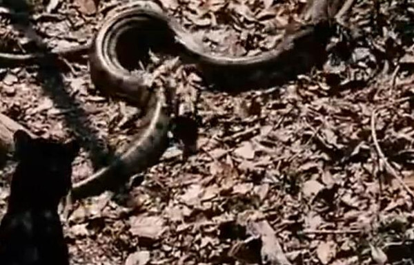 东北虎和森蚺哪个厉害 亚马逊森蚺是当今世界上最大的蛇