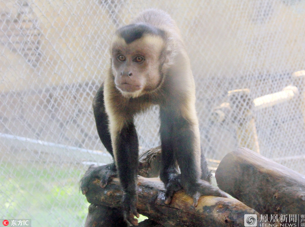 动物园猴子长成＂人脸＂（图）