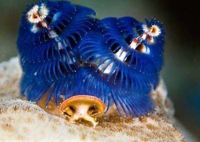 海洋最萌生物有哪些 海洋可爱生物图片