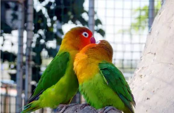 世界上最痴情的动物有哪些：全球10大最痴情的鸟类