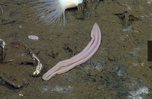 奇趣动物图片合集：千奇百怪的动物世界有哪些奇趣