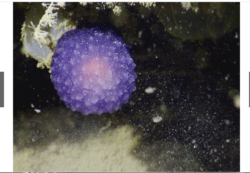 奇趣动物图片合集：千奇百怪的动物世界有哪些奇趣