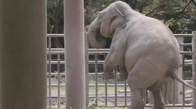 动物园中的大象相亲现场（图）