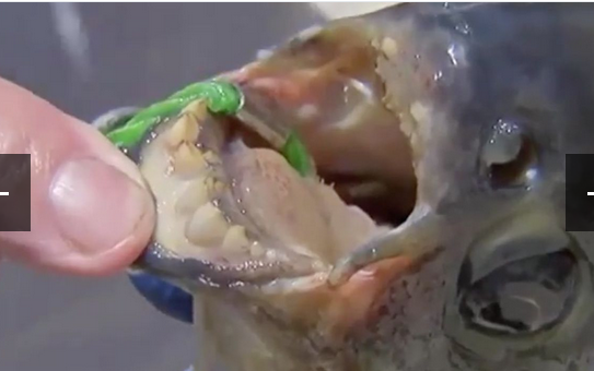 奇趣动物图片合集：千奇百怪的动物世界有哪些奇趣