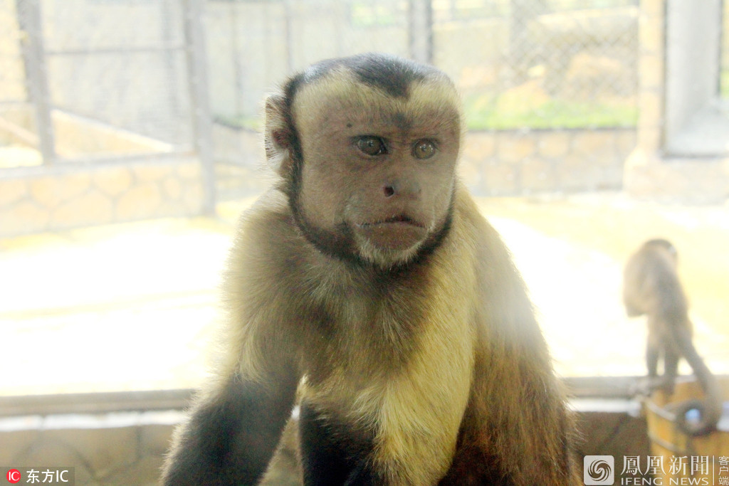 动物园猴子长成＂人脸＂（图）