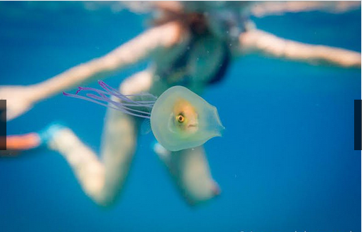 奇趣动物图片合集：千奇百怪的动物世界有哪些奇趣