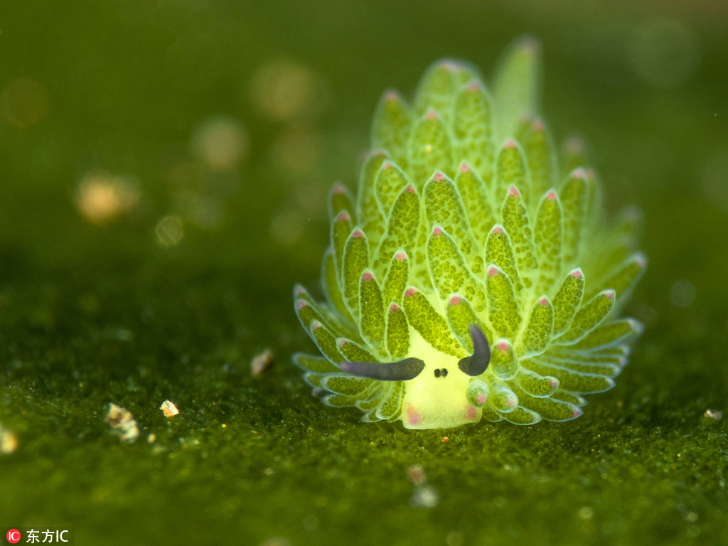 奇趣动物图片合集：千奇百怪的动物世界有哪些奇趣