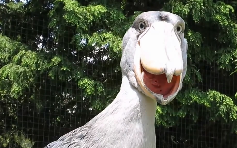 奇趣动物图片合集：千奇百怪的动物世界有哪些奇趣