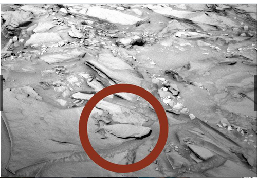 奇趣动物图片合集：千奇百怪的动物世界有哪些奇趣