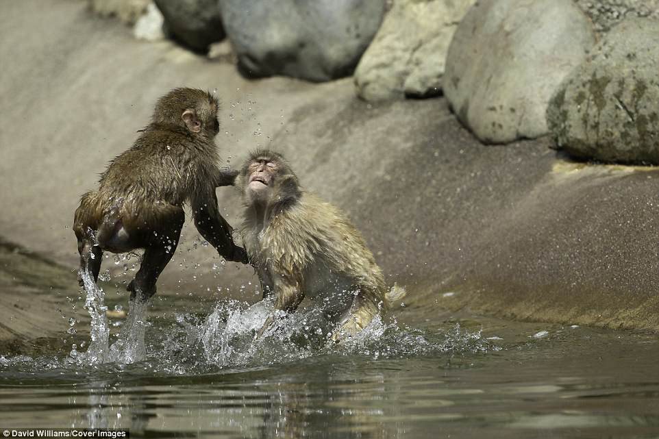 日本动物园猕猴打架画面