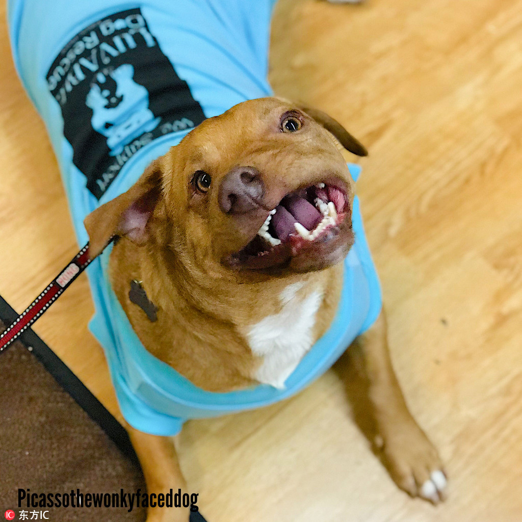 奇趣动物图片合集：千奇百怪的动物世界有哪些奇趣