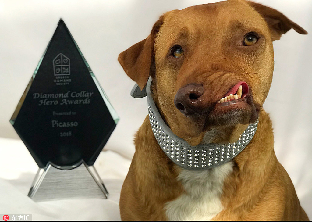 奇趣动物图片合集：千奇百怪的动物世界有哪些奇趣