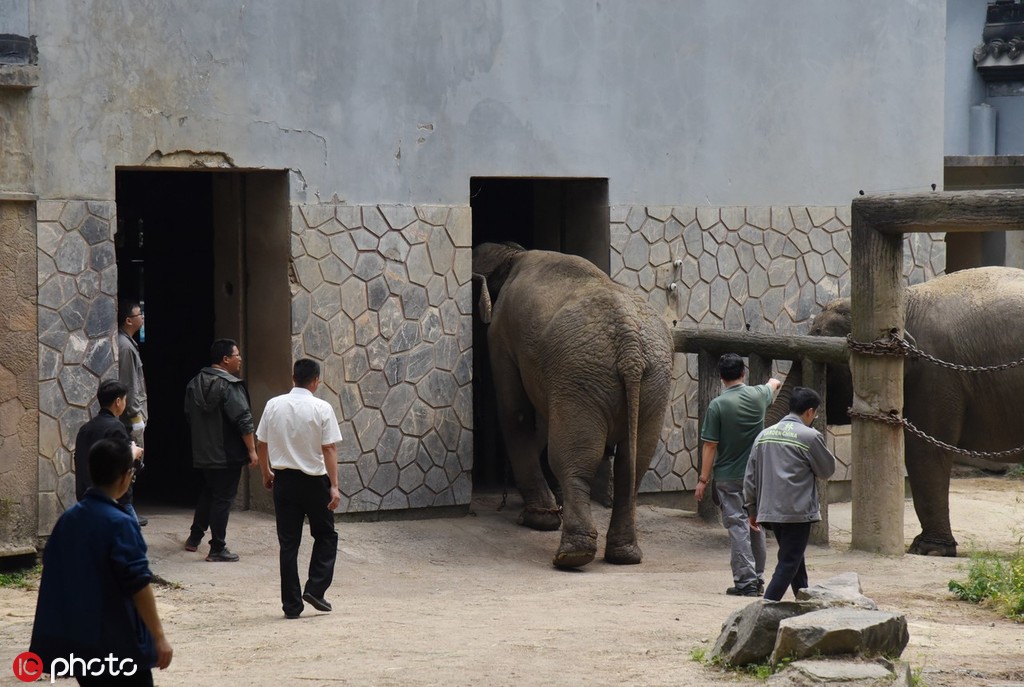 动物园中的大象相亲现场（图）