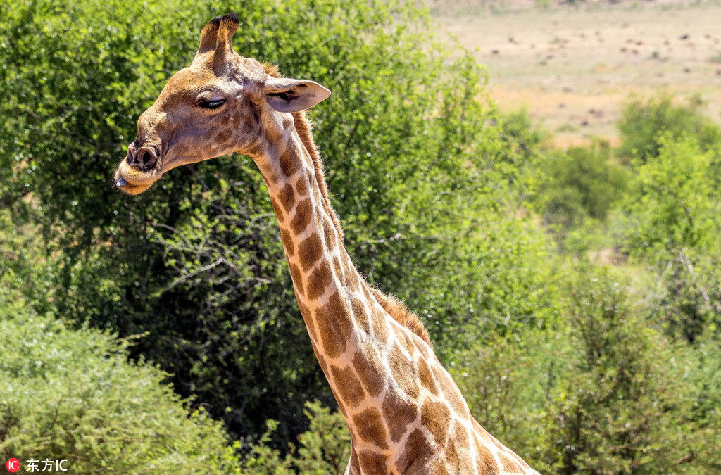 南非惊现长相诡异的长颈鹿 疑是存活到现在的恐龙？