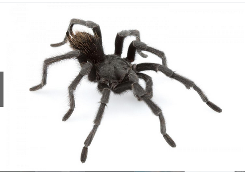 奇趣动物图片合集：千奇百怪的动物世界有哪些奇趣