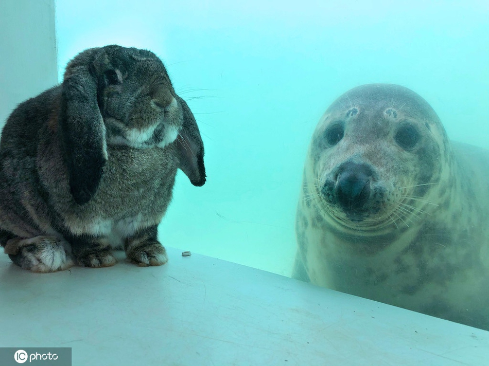动物跨越物种友情！英国海豹与兔子友谊深厚隔着玻璃热情交流