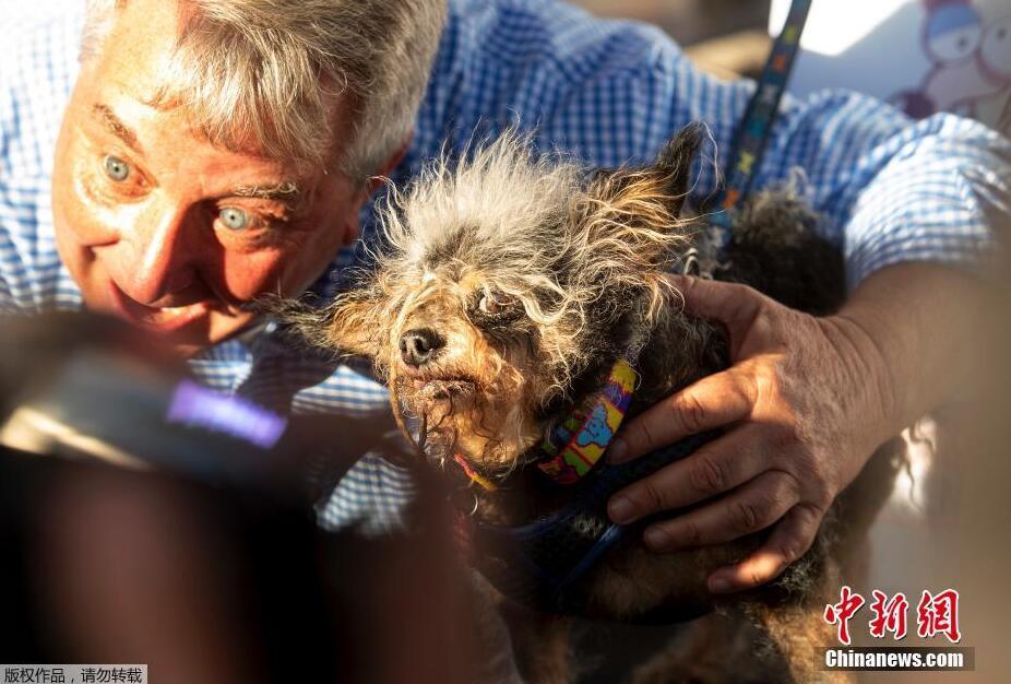 世界最丑狗狗大赛举行 狗狗比丑大赛冠军图片