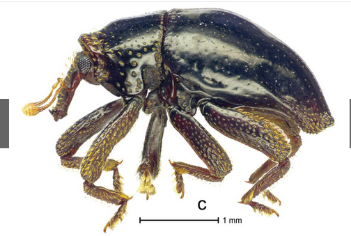 奇趣动物图片合集：千奇百怪的动物世界有哪些奇趣