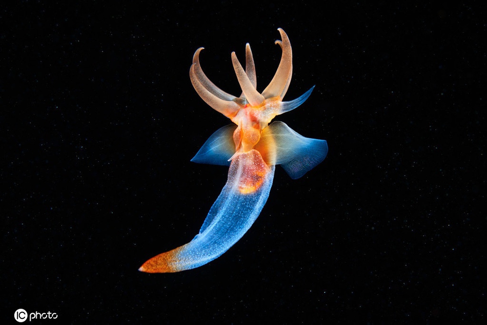 深海奇葩生物,这些怪鱼形状奇特 为什么深海鱼那么怪（图片）