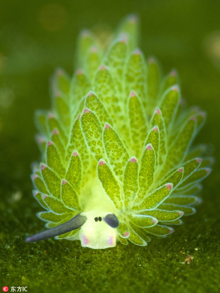 奇趣动物图片合集：千奇百怪的动物世界有哪些奇趣