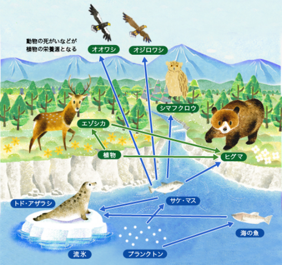 陆生水生动物之间相互依赖的生物链系统来源：https：//www.daikin.co.jp/csr/shiretoko/01_01.html