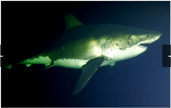 奇趣动物图片合集：千奇百怪的动物世界有哪些奇趣