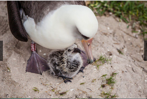 奇趣动物图片合集：千奇百怪的动物世界有哪些奇趣