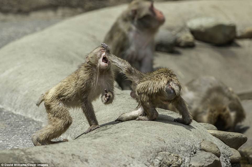 日本动物园猕猴打架画面