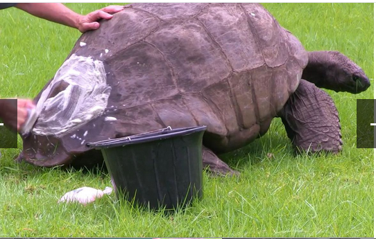 奇趣动物图片合集：千奇百怪的动物世界有哪些奇趣