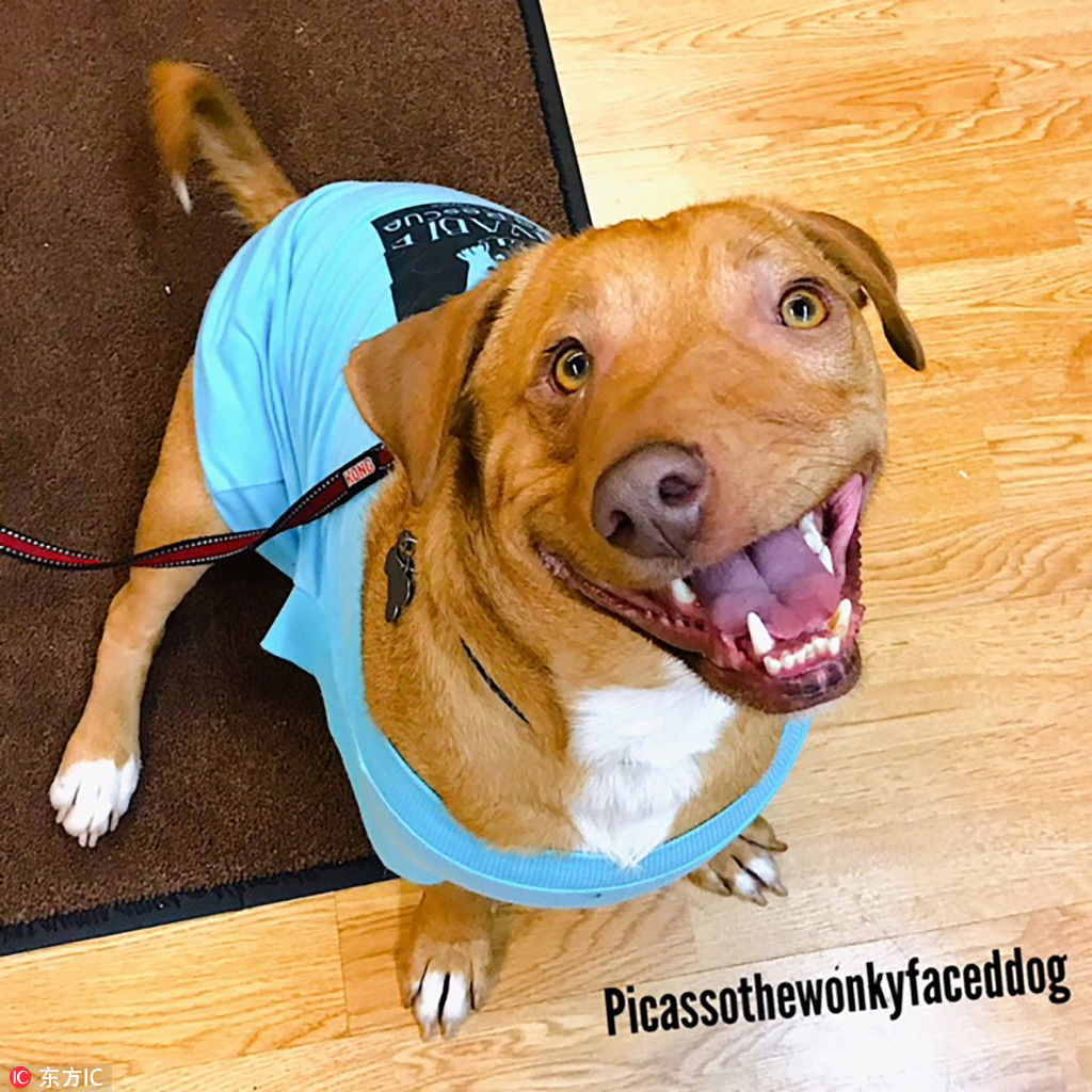 奇趣动物图片合集：千奇百怪的动物世界有哪些奇趣