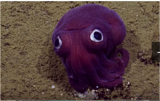 奇趣动物图片合集：千奇百怪的动物世界有哪些奇趣