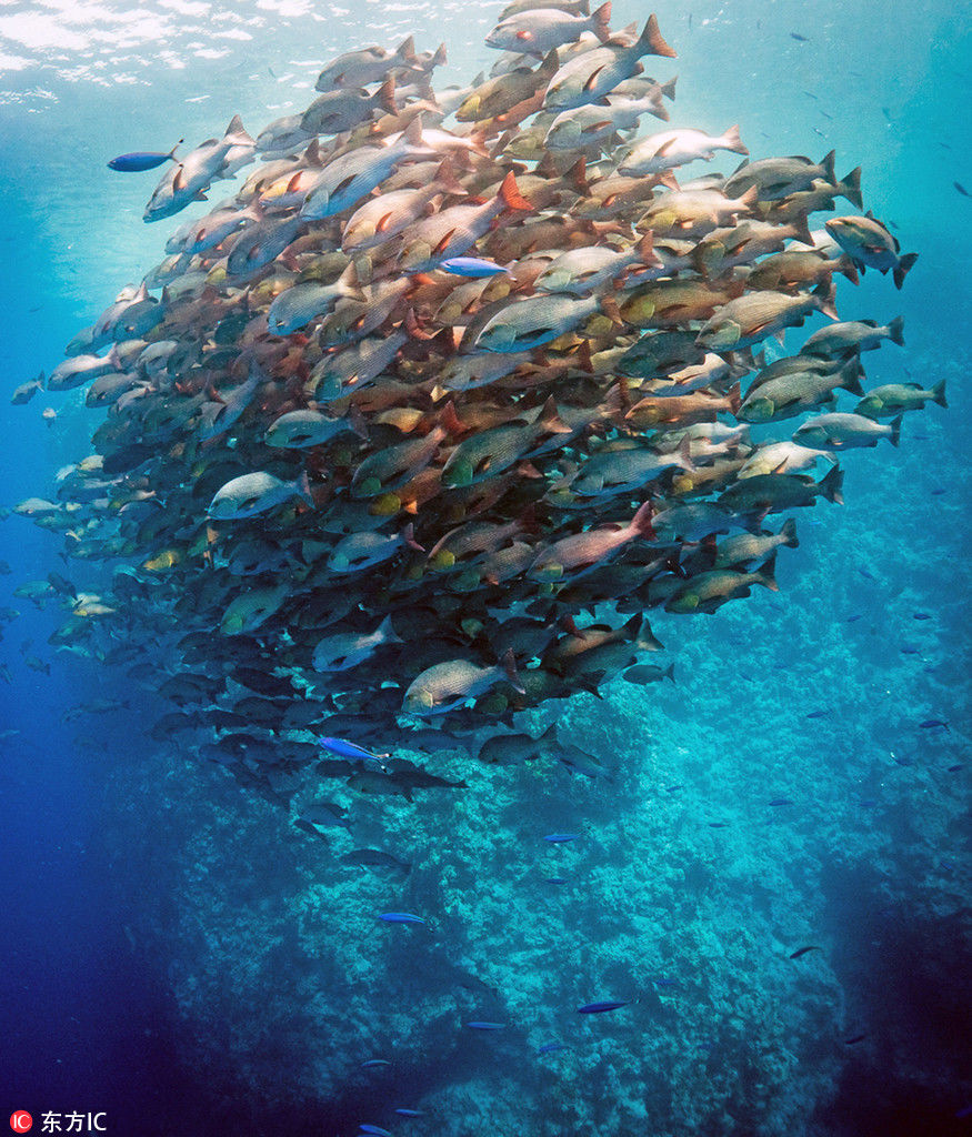 海底奇观“鱼卷风”图片 场面震撼霸气