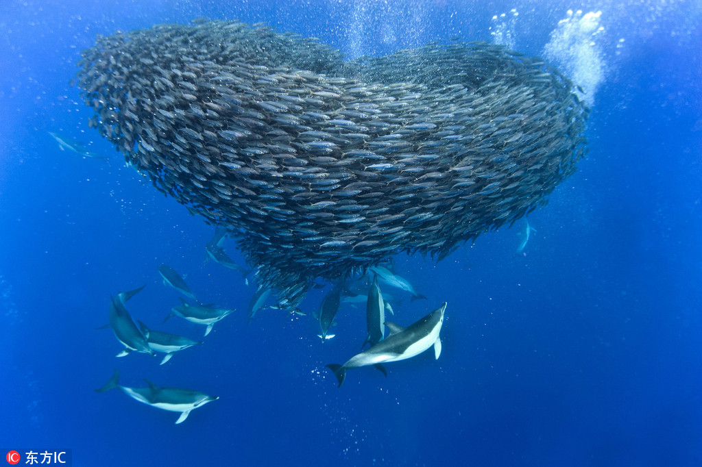 海底奇观“鱼卷风”图片 场面震撼霸气