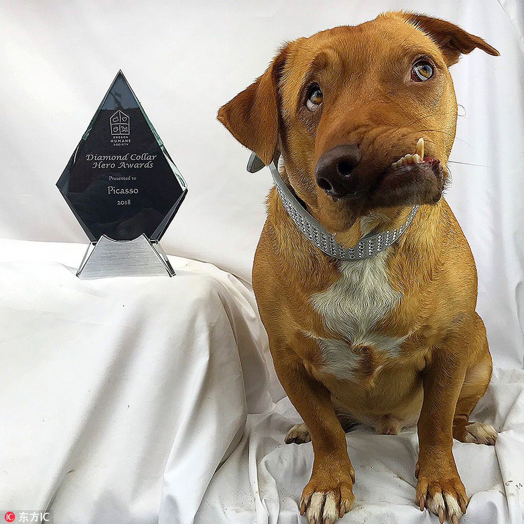 奇趣动物图片合集：千奇百怪的动物世界有哪些奇趣