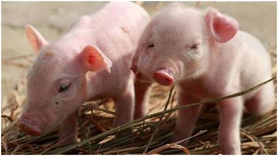 小型养猪场需要投入多少资金，年利润能有多少钱