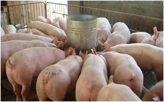 小型养猪场需要投入多少资金，年利润能有多少钱
