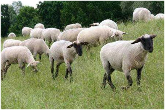 农村养羊需要注意哪些问题，市场前景利润怎么样