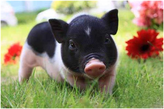 香猪养殖利润和成本，香猪养殖前景怎么样